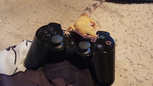 Gamer gecko.