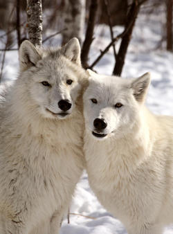 beautiful-wildlife:  Close Together by Mark