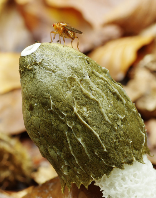 Phallus impudicus - the stinkhorn. The stinky, grey spore-mass - the gleba - attracts flies which wi