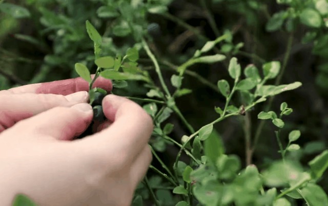 all things green ||  ▷ PICKING WILD BLUEBERRIES FOR BREAKFAST