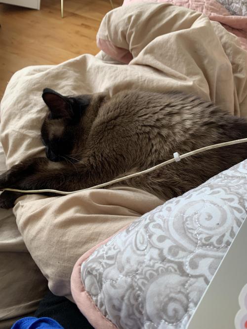 kittygallore