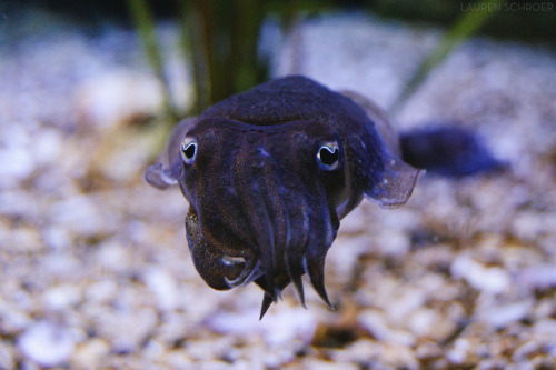 wilwheaton: magicalcuttlefish: laurenschroer: How cute is this little cuttlefish?? SO CUTE If you ev