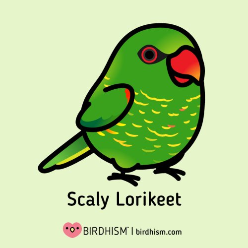 Featured Birds: WUEWUEWUE Red Bird Gumi and Kuromi (RIP). Lorikeet Advice: They&rsquo;re both entert