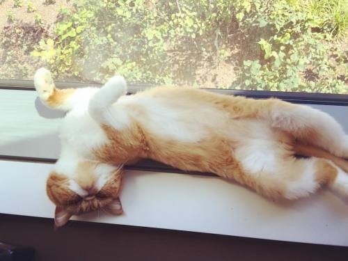 Sunbathing and kitty dreams #livingthelife #pantsandboots #cutie #smoosh #exoticshorthair #catsofins