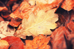 definitelydope:  When the last leaf falls (by Martin Kühn)