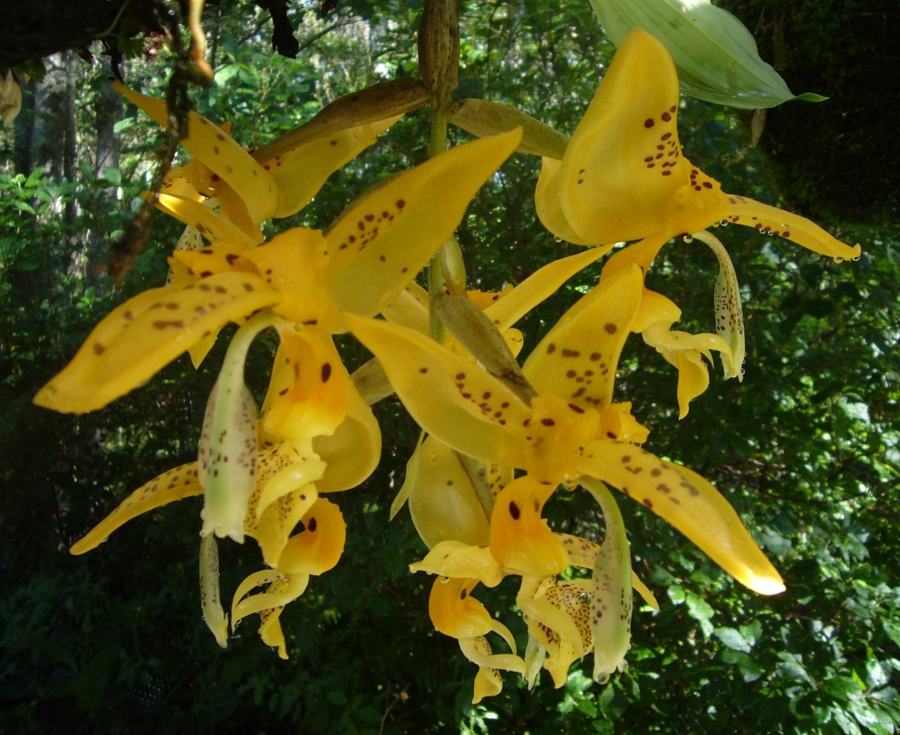 orchid-a-day:  Stanhopea jenischianaSyn.: Stanhopea grandiflora var. jenischiana;