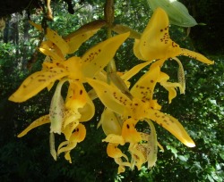 Orchid-A-Day:  Stanhopea Jenischianasyn.: Stanhopea Grandiflora Var. Jenischiana;