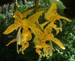 orchid-a-day:  Stanhopea jenischianaSyn.: Stanhopea grandiflora var. jenischiana; Stanhopea bucephalus var. jenischiana; Epidendrum grandiflorum; Anguloa grandiflora; Stanhopea bucephalus var. guttata; Stanhopea grandiflora; Stanhopea bucephalus var.