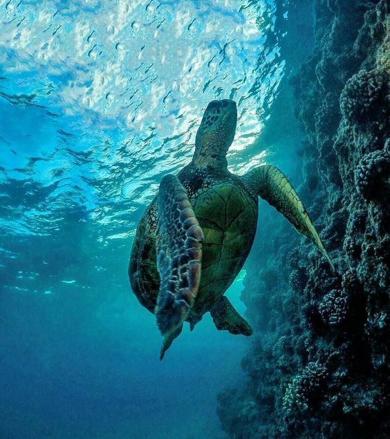 aww-so-pretty:Turtles are life