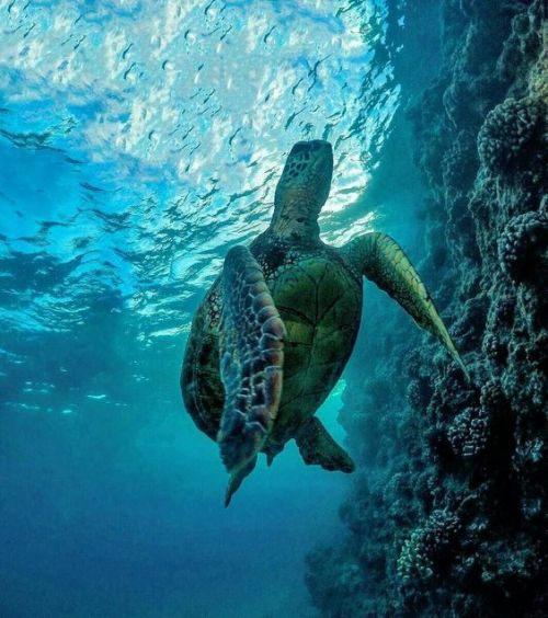 aww-so-pretty:  Turtles are life