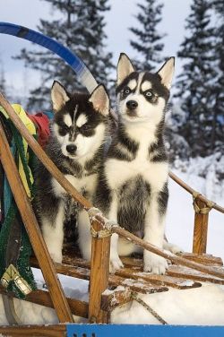 nature-of-earth:  wolverxne:  Two Siberian