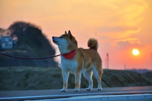 shiba inu