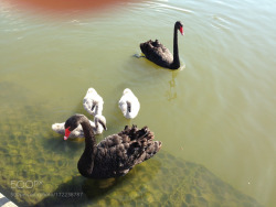 socialfoto:  Black Swan at the lake in Bicentennial