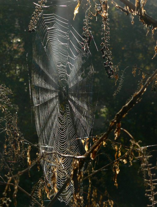 XXX clavicle-moundshroud:  Autumn web https://www.flickr.com/photos/robertgard/ photo