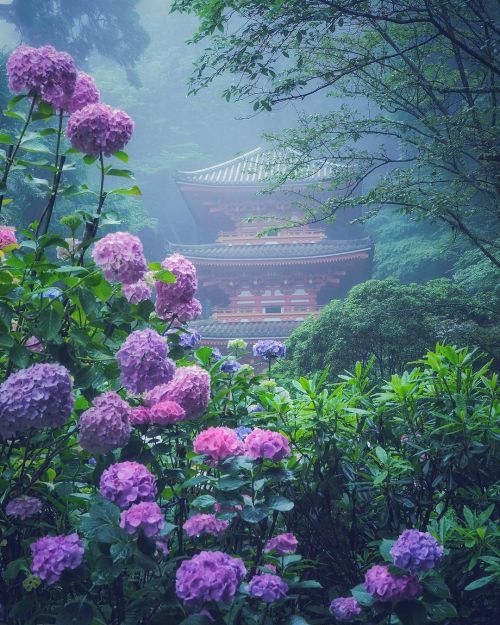 renamonkalou:    Colorful Hydrangeas Temple