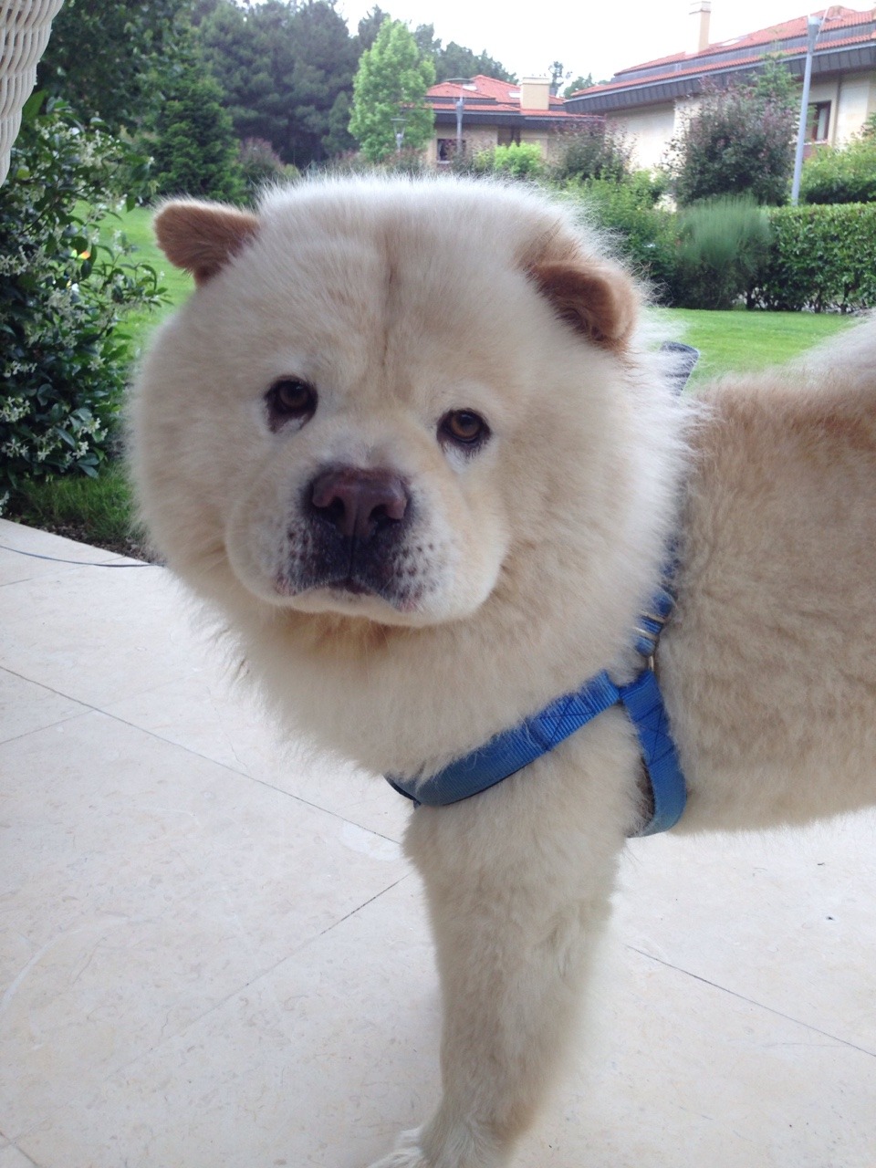 babelady:  look at this giant teddy bear
