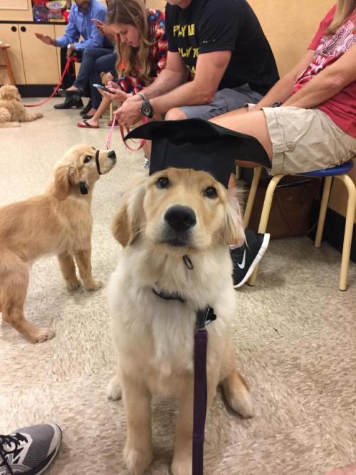 endless-puppies: The pupper in the back was slightly jealous of this little guys graduation ceremony