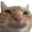 adeusaii