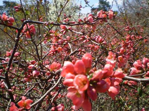 Spring flowers.