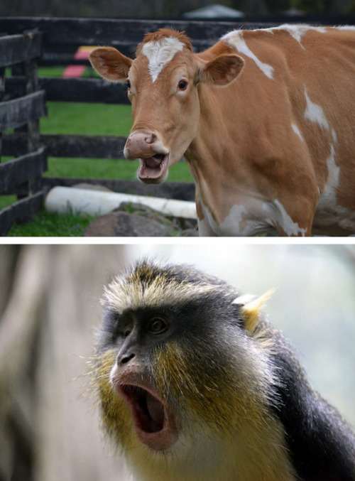 iamshannabear: chelseawelseyknight: tastefullyoffensive: Shocked Animals [x]Previously: Bears Doing 