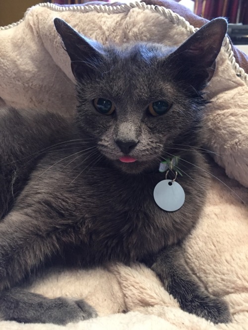 unflatteringcatselfies:Carly rarely bleps but when she does it is magical.