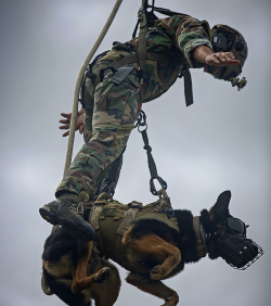 special-operations:  Multipurpose canine