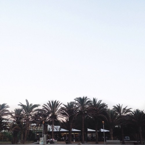 ✖️IBIZA✖️ Such a beautiful little island #Ibiza #eivissa #islasbaleares #palmtrees ift.tt/1Iu