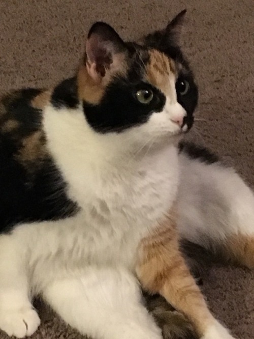 gamzadoodle-makarkles: Have I ever shared these meme like photos of my cat?