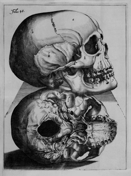 viα chaosophia218: Antique anatomical illustration (copper engraving) depicting profile and base vie