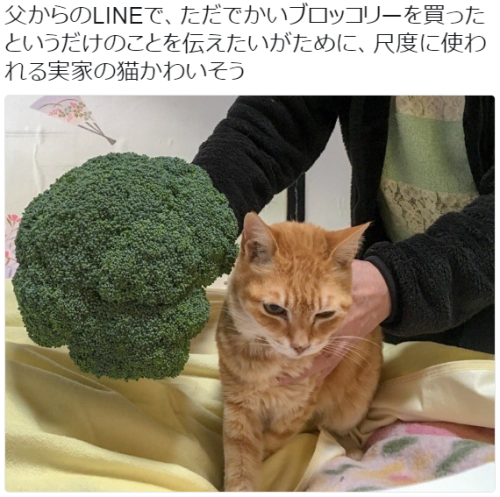 tkr:  ゆにの先輩さんのツイート: “父からのLINEで、ただでかいブロッコリーを買ったというだけのことを伝えたいがために、尺度に使われる実家の猫かわいそう https://t.co/9wzGonrQwN”