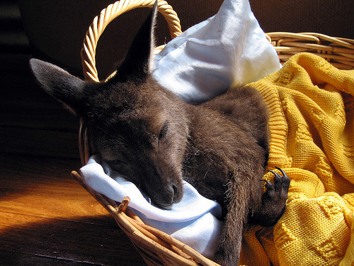 ameaganproduction:  In case you’re having a bad day… 