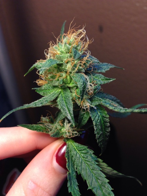 macbabbyyy:  Og kush taken off the plant a lil early 🙊 but so so booootyful