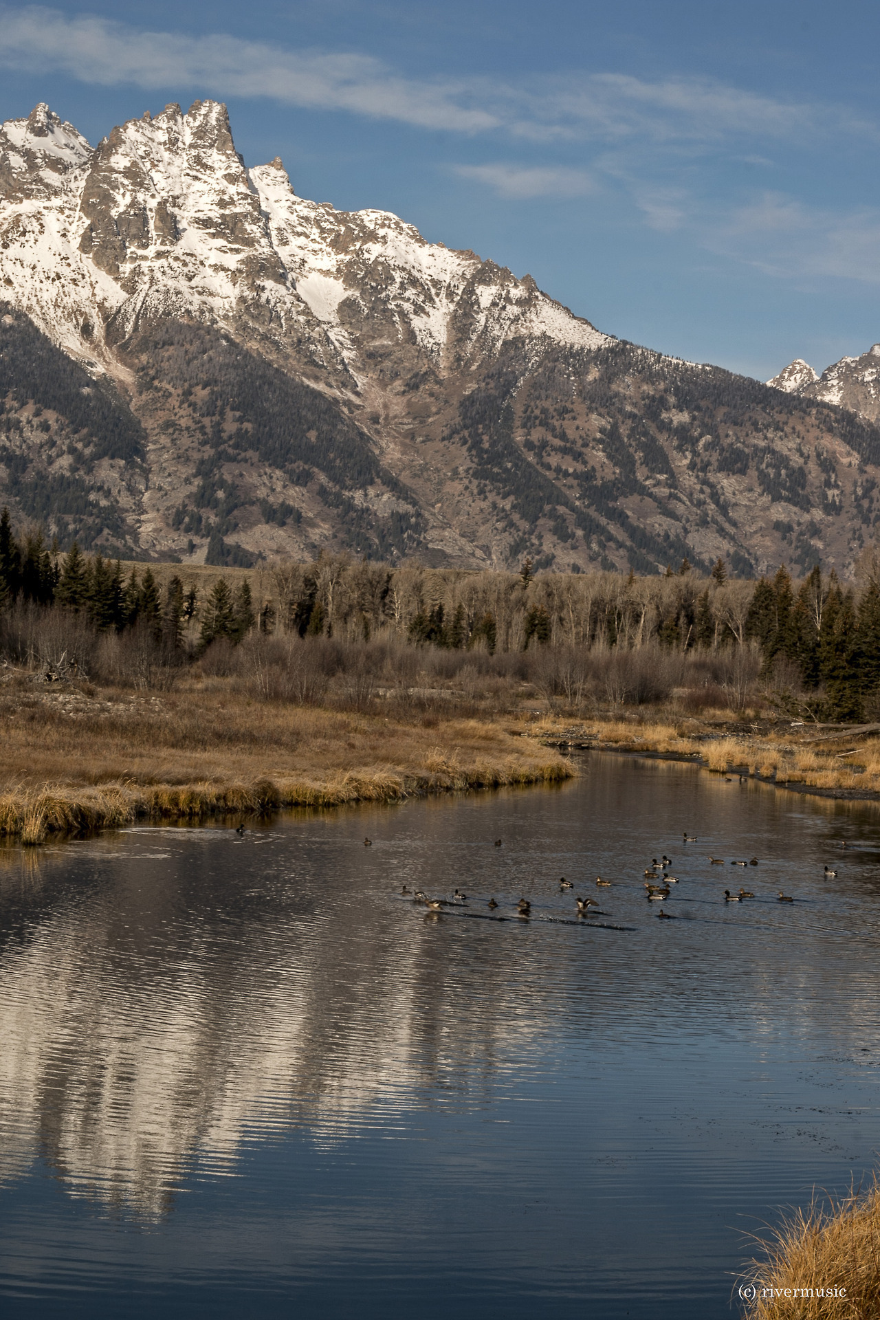 riverwindphotography:  Ducks dabble for breakfast at Schwabacher’s Landing, Snake