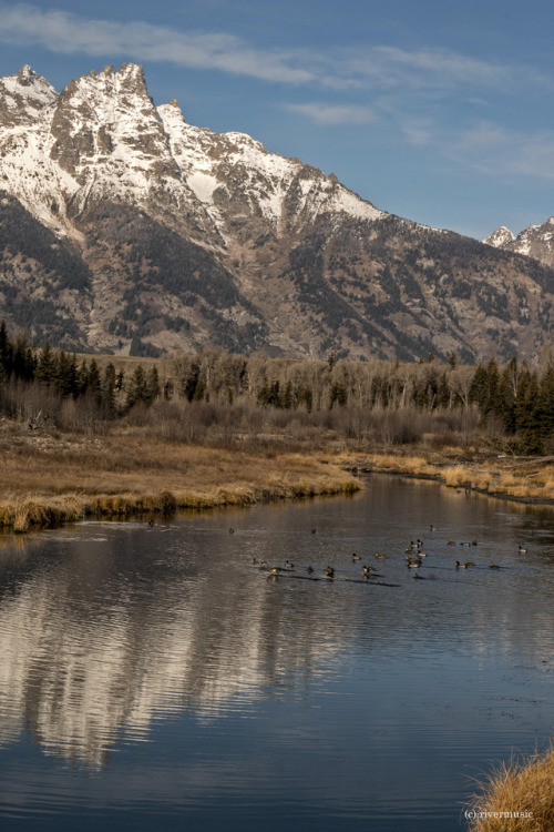 riverwindphotography:  Ducks dabble for breakfast at Schwabacher’s Landing, Snake River wetlands, Grand Teton National Park, Wyoming riverwindphotography, November 2016 