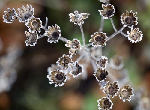 cafeinevitable:Art in NatureFrosted Aster | Tree Lupin | Sea Hollyph. Brigit Strawbridge Howard