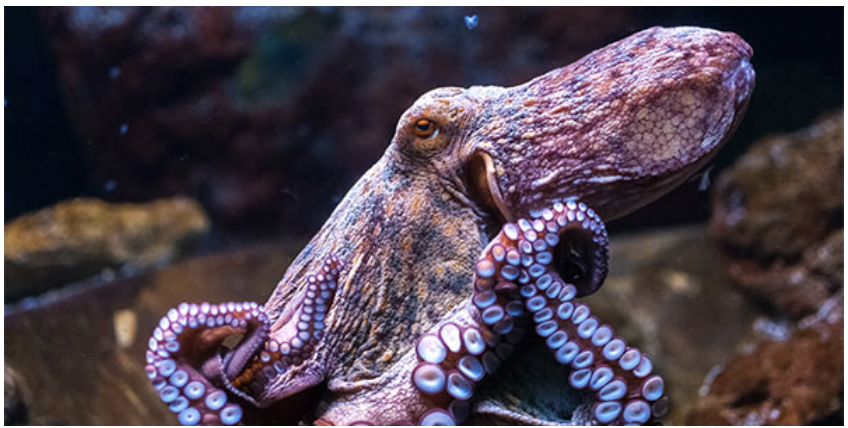 your daily dose of knowledge — i learned that octopuses have copper-based  blood...