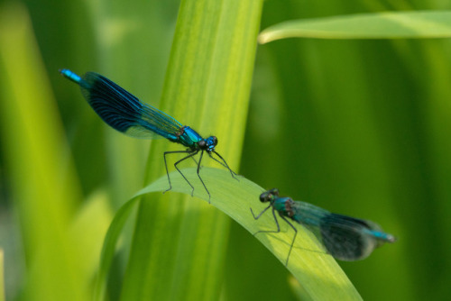 Gebänderte Prachtlibelle / Banded Demoiselle(Calopteryx splendens)Only male animals. The females are