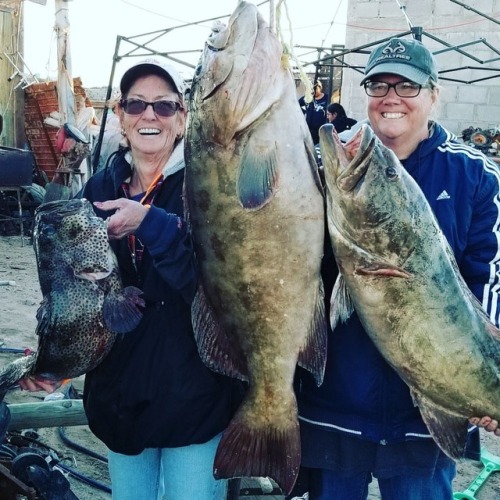 #gooddayfishing #puertolobos  www.instagram.com/p/BsEMTySDpqs/?utm_source=ig_tumblr_share&am