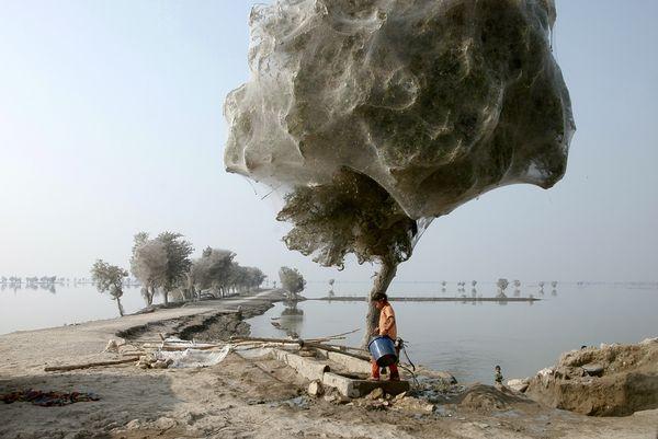 limmynem:  Sindh, Pakistan.  In 2010 they had massive floods in that part of the