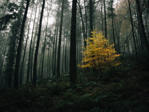 ardley:  The Quantock Hills, Somerset UK 2020 (Series overview)Photographed by Freddie Ardley | website | instagram