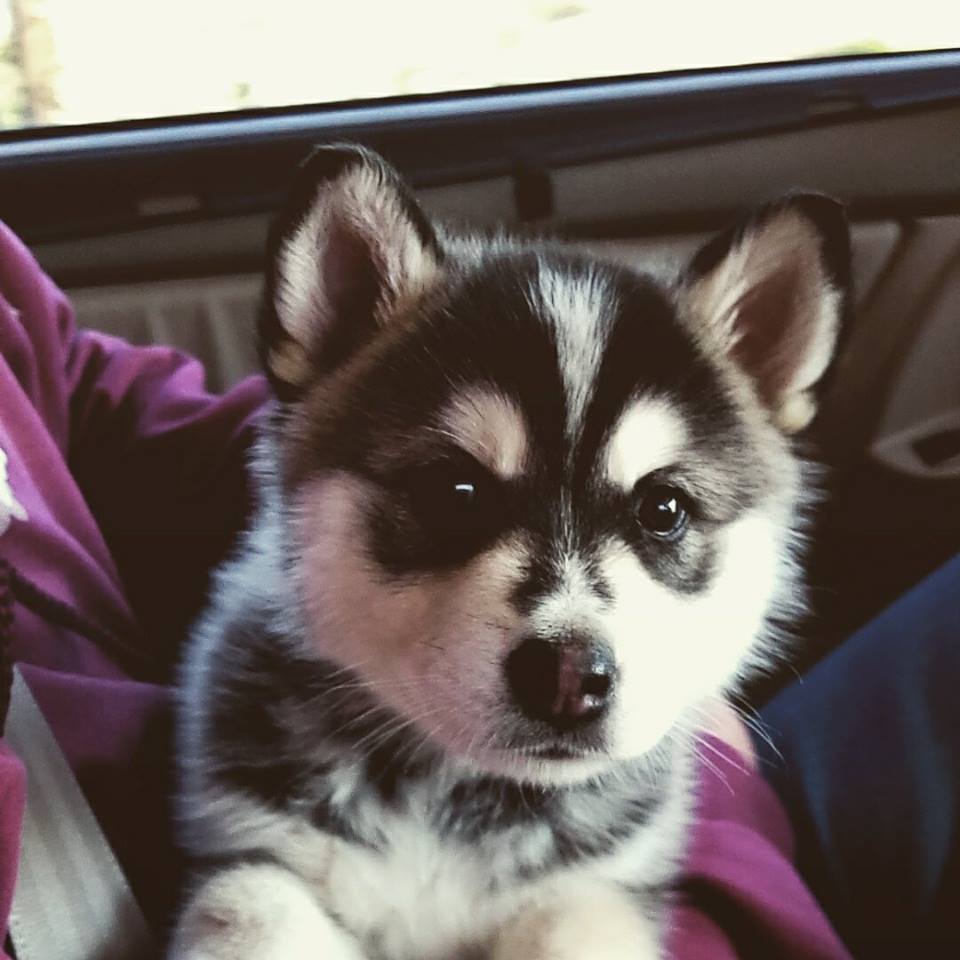 husky-addict:  Pretty little lady, meet Koda!