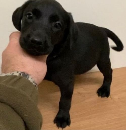 labrador-overload