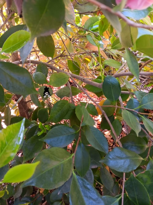 Found Him Hiding In The Bushes