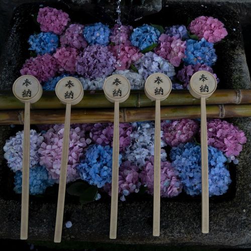 藤森神社 紫陽花の手水舎#藤森神社 #京都 #紫陽花 #手水舎 (藤森神社) https://www.instagram.com/p/CQA8RCINwBp/?utm_medium=tumblr