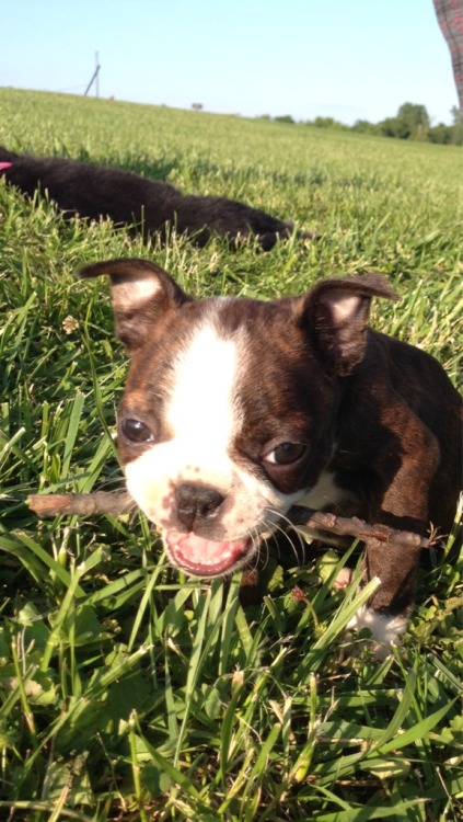 Ellie got her first stick today at the park.