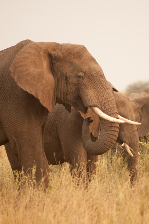 wild-diary:Elephants | C. E. Timothy Paine