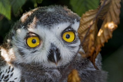 end0skeletal-undead: Juvenile Snowy Owl by Tambako The Jaguar