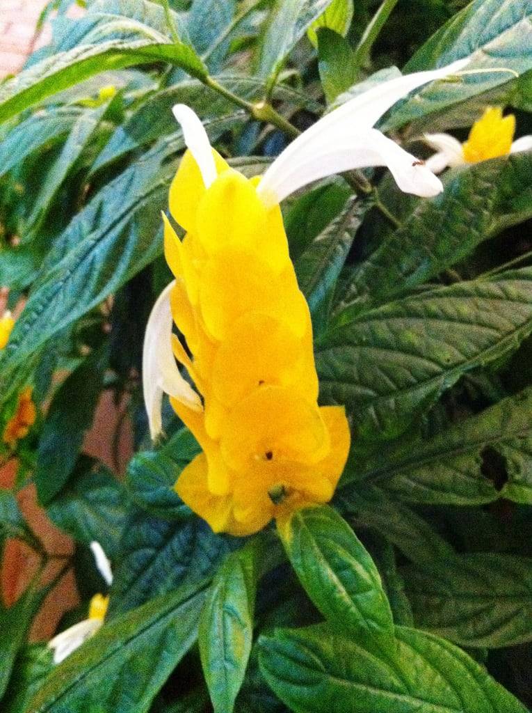 Camarão-amarelo (Pachystachys lutea) | Blog das Flores