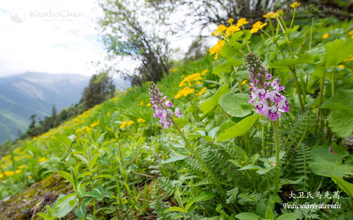 Pedicularis davidii, 大卫氏马先蒿, in alpine meadow of Mt. Balang Sichuan China, 3500m.