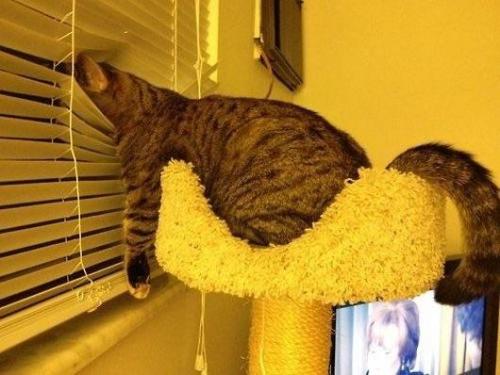 catsonweb:  This cat knows how to get comfortable. by SmokeyJoPenguin  Fuck yeah